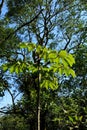 A embauba tree (Cecropia pachystachya) in middle a forest Royalty Free Stock Photo