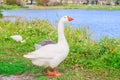 Embden Geese chilling in the lake park