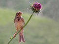 Emberiza calandra , Corn bunting bird sitting on a thistle flower in dark green background