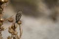 Emberiza calandra - The triguero is a species of passerine bird in the Emberizidae family