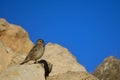 Emberiza calandra - The triguero is a species of passerine bird in the Emberizidae. Royalty Free Stock Photo