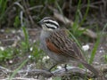 Emberiza capensis (Cape bunting)