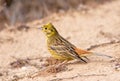 Emberiza citrinella