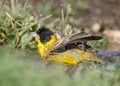 Emberiza melanocephala Royalty Free Stock Photo