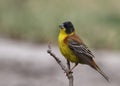 Emberiza melanocephala