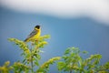 Emberiza melanocephala. The wild nature of Bulgaria. Free nature. A beautiful picture of nature. Rhodopes. A little bird. Mountain