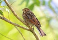 Emberiza pusilla (Pallas, 1776) Royalty Free Stock Photo