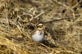 Emberiza rustica Royalty Free Stock Photo