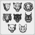 Emblems with bobcat, lion, panther, cat, cheetah, cougar and leopard for a sport club. Design for t-shirt.