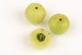 Emblic Myrabolan, Malacca Tree, Indian Gooseberry (PHYLLANTHUS EMBLICA LINN.) Royalty Free Stock Photo