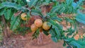 Emblic myrobalan, myrobalan, Indian gooseberry, Malacca, or amla on branch of