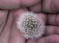 The embodiment of fragility. dandelion held in the palm of a man