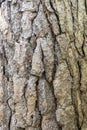 Embossed bark of an old pine tree. Bark texture background. Royalty Free Stock Photo