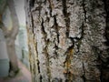 Embossed Bark texture of old tree wood pattern detail Royalty Free Stock Photo