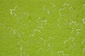 Embossed light green carton paper. Background of shamrock.