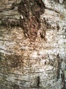 embossed texture of the bark of a beautiful tree