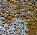 Embossed texture of the bark of fir. Photo of the fir-tree texture with moss and lichen