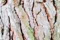 Embossed texture of the bark of oak. Royalty Free Stock Photo