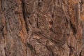 Texture of the bark of the old pine