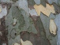 Embossed texture of the bark of sycamore. Close up