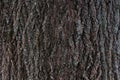 Embossed texture of the bark of a tree. Old wood tree texture pattern wallpaper. Ecology and nature concept background