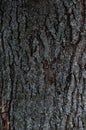Embossed texture of the bark of a tree. Old wood tree texture pattern wallpaper. Ecology and nature concept background Royalty Free Stock Photo