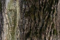 Embossed texture of the bark of a tree. Old wood tree texture pattern wallpaper. Ecology and nature concept background Royalty Free Stock Photo