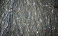 Embossed texture of the brown bark of a tree with green moss and lichen on it. Expanded circular panorama of the bark of an oak.