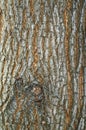 Embossed texture. Old wood cracked texture, the trunk of the tree, natural wood background, bark.oak Royalty Free Stock Photo