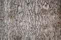 Embossed texture. Old wood cracked texture, the trunk of the tree, natural wood background, bark. Pine Royalty Free Stock Photo