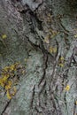Embossed texture of tree bark. Tree trunk with natural bark patterns on the surface. Royalty Free Stock Photo