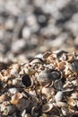 Embossed textured colored shells on the beach of the Black Sea coast in macro against a blurred bokeh background Royalty Free Stock Photo