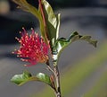 Embothrium Chilean Firebrush  blossom closeup in a garden setting Royalty Free Stock Photo