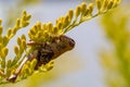 Emboweled grasshopper, perhaps dead clinging to a yellow brush, flowering plant. Royalty Free Stock Photo