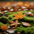 The forest floor is a mosaic of vibrant leaves and patches of lively green moss.