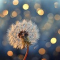 mature white dandelion macro, bright lights in the background