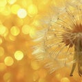 mature white dandelion macro, bright lights in the background