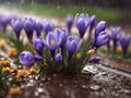 Spring Elegance: Delicate Blue Crocuses Amidst Raindrops