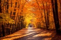 Autumn Leaf Peeping - Stroll through a forest of vibrant, golden trees