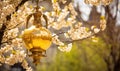 Embrace the enchantment of spring with the golden lamp Ormal, casting a warm and magical glow Royalty Free Stock Photo