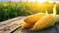 Embrace the essence of farm-fresh goodness with plump corn cobs set against the backdrop of a picturesque cornfield, Ai Generated Royalty Free Stock Photo