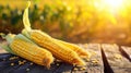 Embrace the essence of farm-fresh goodness with plump corn cobs set against the backdrop of a picturesque cornfield, Ai Generated Royalty Free Stock Photo