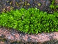 Nature's Resilience: Grass Thriving on Rocky Terrain Royalty Free Stock Photo