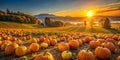 Embrace the Fall Harvest Stunning Autumn Pumpkin Patch Backgrounds Featuring Rustic Charm Vibrant Orange Pumpkins and Royalty Free Stock Photo