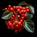 Holly, a plant with red berries and dark green leaves, is used for Christmas decorations