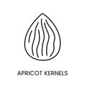 Embrace the inherent goodness with this simple line vector representation, Apricot Kernels Icon