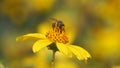 Embrace Life - bee and flower-