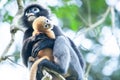 Embrace with love, a newborn Dusky Leaf Monkey is on a motherÃ¢â¬â¢s arms in the branches of tropical tree