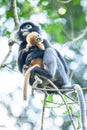 Embrace with love, a newborn Dusky Leaf Monkey is on a motherÃ¢â¬â¢s arms in the branches of tropical tree