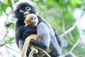 Embrace with love, a newborn Dusky Leaf Monkey is on a motherÃ¢â¬â¢s arms in the branches of tropical tree